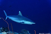 Carcharhinus amblyrhynchos requin gris de recif Maldives Miyaru kandu-21m-20240427-da-DSC_7297_tn